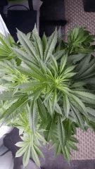 Floraison  22 (9)