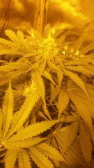 Floraison  50 (1)