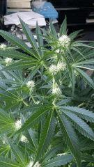 Floraison  27 (5)