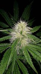 Floraison  35 (20)