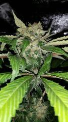 Floraison  57 (8)