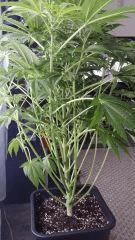 Floraison  23 (12)