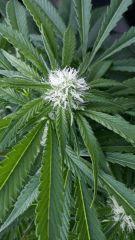 Floraison  32 (18)