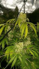 Floraison  67 (4)