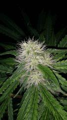 Floraison  36 (15)