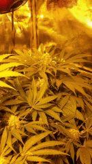 Floraison  49 (1)