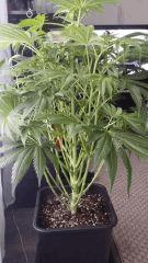 Floraison  23 (10)