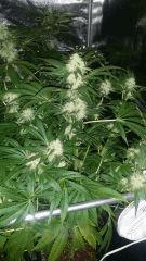 Floraison  41 (8)