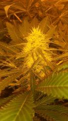 Floraison  50 (17)