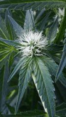 Floraison  27 (11)