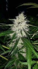 Floraison  55 (13)