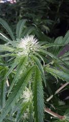 Floraison  29 (4)