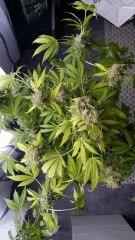 Floraison  70 (11)