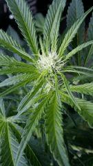 Floraison  21 (11)