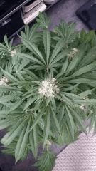 Floraison  55 (7)