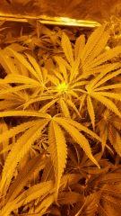 Floraison  26 (8)