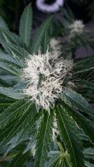 Floraison  39 (12)