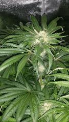 Floraison  47 (4)