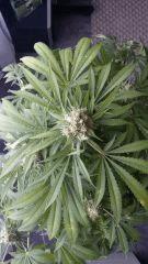 Floraison  61 (4)