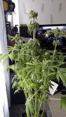 Floraison  70 (2)