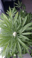 Floraison  39 (3)
