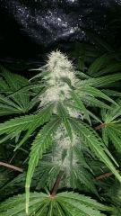 Floraison  41 (5)