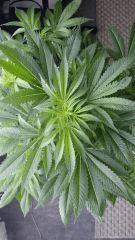 Floraison  20 (13)