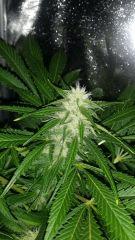 Floraison  47 (11)