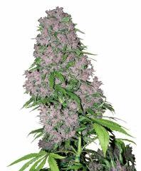 purple Bud Xl