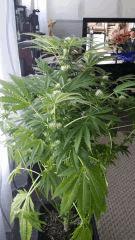 Floraison  37 (4)