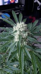 Floraison  46 (20)