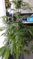 Floraison  58 (2)