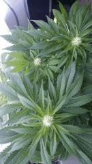 Floraison  37 (5)