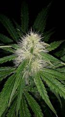 Floraison  35 (19)