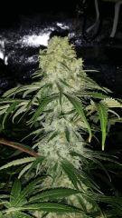 Floraison  53 (9)