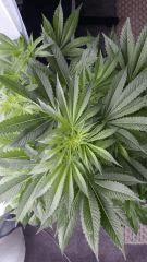 Floraison  21 (20)
