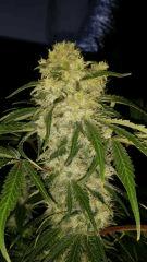 Floraison  51 (25)