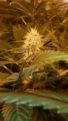 Floraison  49 (11)