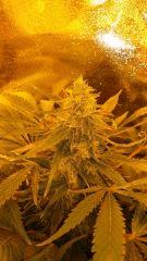 Floraison  60 (11)