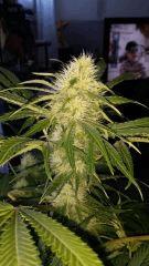 Floraison  37 (18)