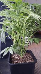 Floraison  19 (11)