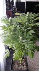 Floraison  48 (6)