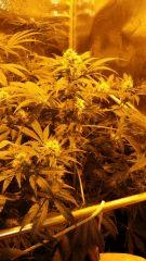Floraison  40 (11)