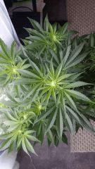 Floraison  21 (5)