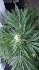 Floraison  36 (10)