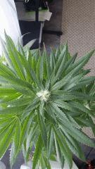 Floraison  36 (1)