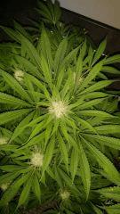 Floraison  42 (12)