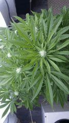 Floraison  36 (3)