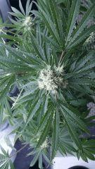 Floraison  46 (17)
