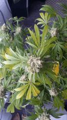 Floraison  61 (14)
